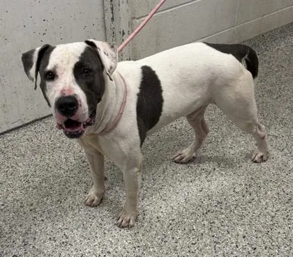 An adult large-sized male White / Cream Pit Bull Terrier dog named Alex for adoption in Kansas City, MO