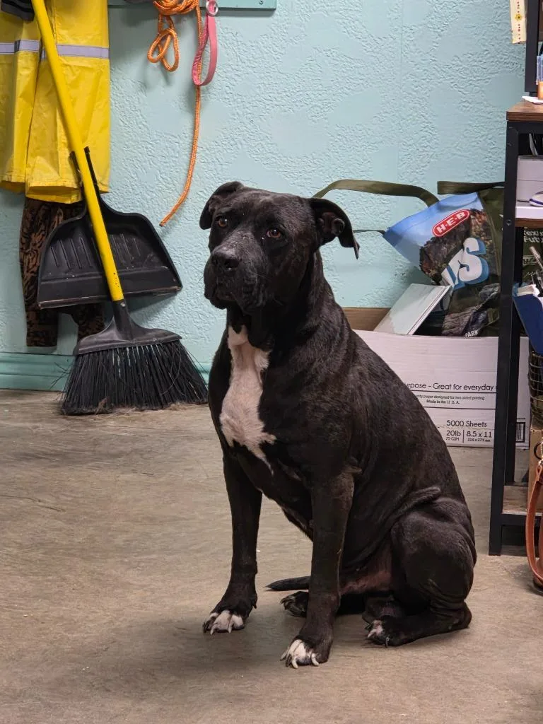 An adult medium-sized male Terrier dog named Swallowtail Butterfly for adoption in Rockport, TX