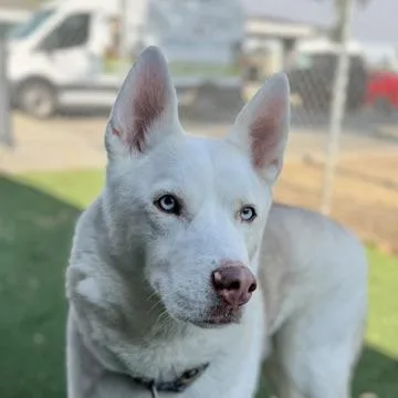 An adult large-sized male Siberian Husky dog named Ace for adoption in Sacramento, CA