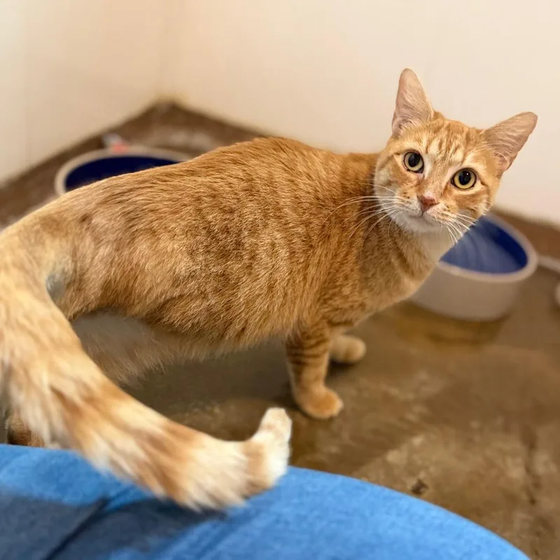 A young medium-sized female Orange / Red Domestic Short Hair cat named Calypso for adoption in Green Bay, WI