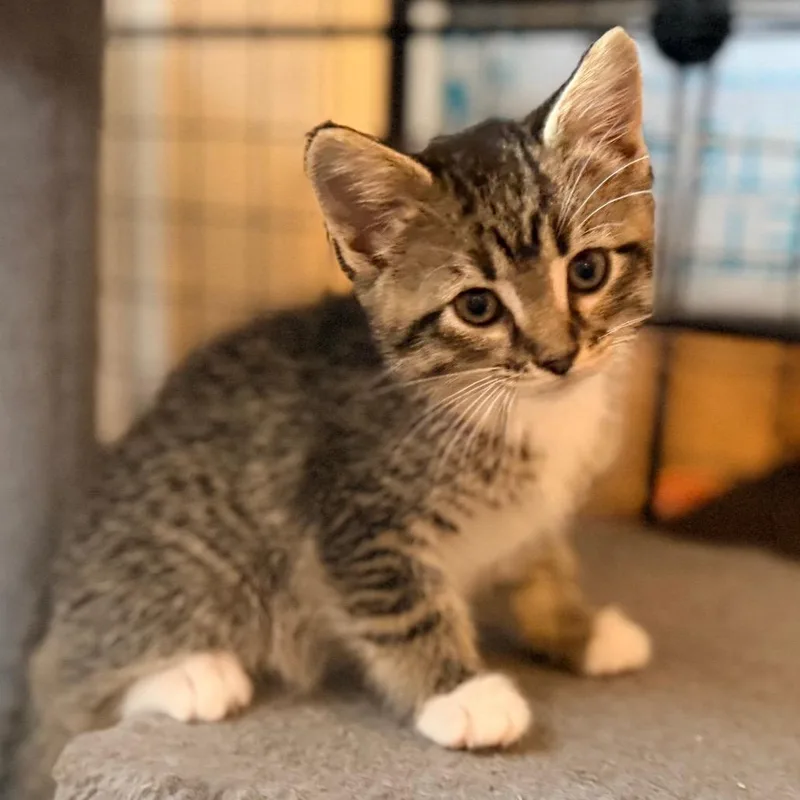 A baby small-sized female Brown / Chocolate Domestic Short Hair cat named Finn for adoption in Green Bay, WI