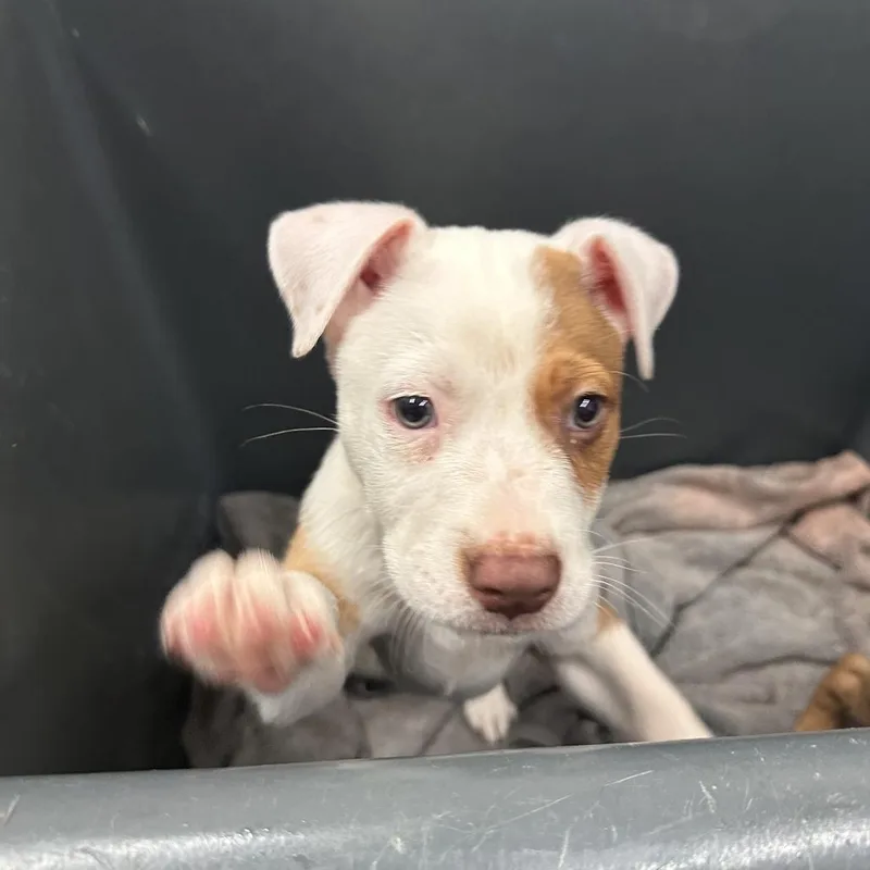 A young medium-sized male White / Cream Mixed Breed dog named Leo for adoption in Ardmore, OK