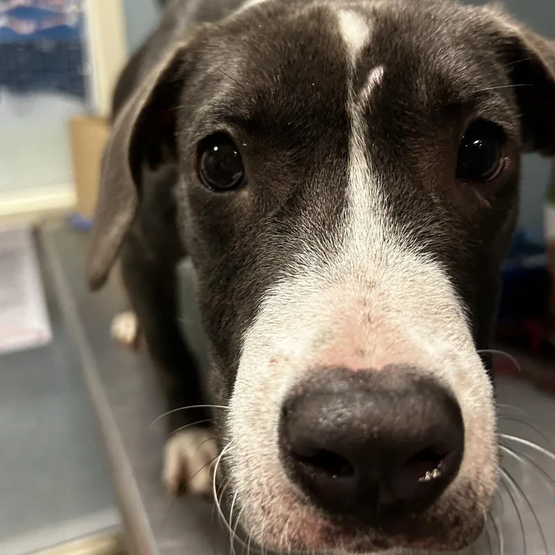 A young small-sized male White / Cream Mixed Breed dog named Steven for adoption in Chattanooga, TN