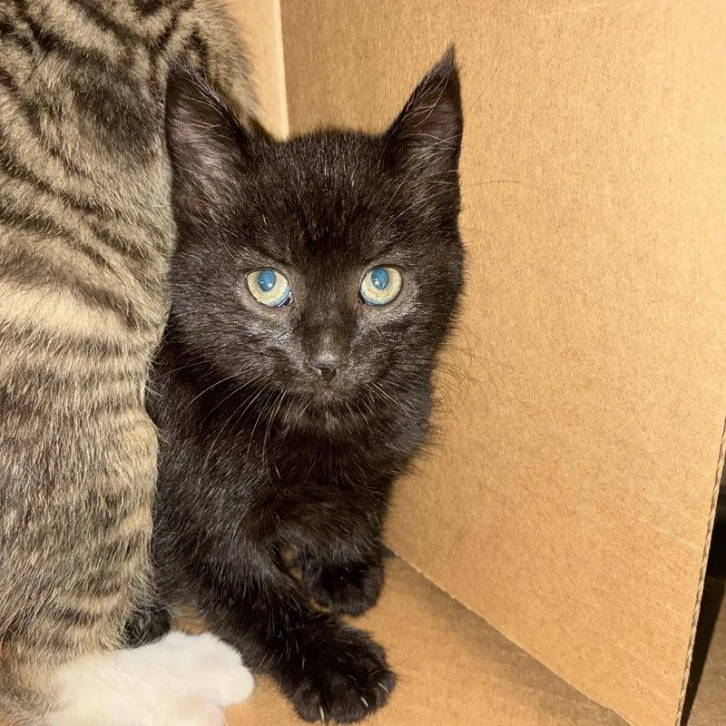 A baby small-sized female Black Domestic Short Hair cat named Cinnabon for adoption in Windsor, VA