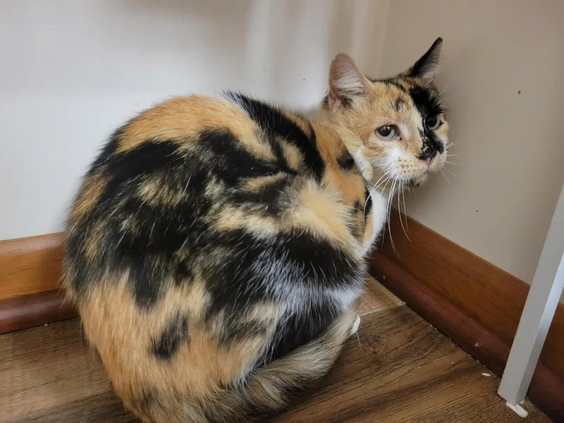 An adult medium-sized female Domestic Short Hair cat named Noelle for adoption in Lorain, OH