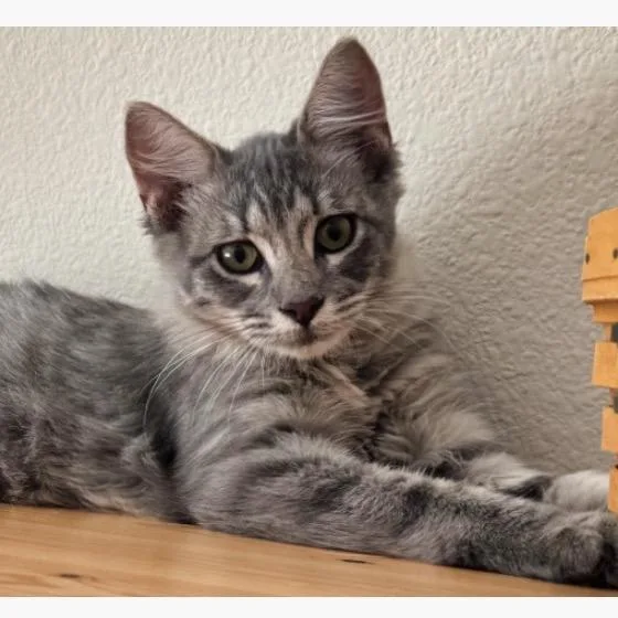 A baby small-sized male Gray / Blue / Silver Domestic Medium Hair cat named Fozzy Bear for adoption in Missouri City, TX