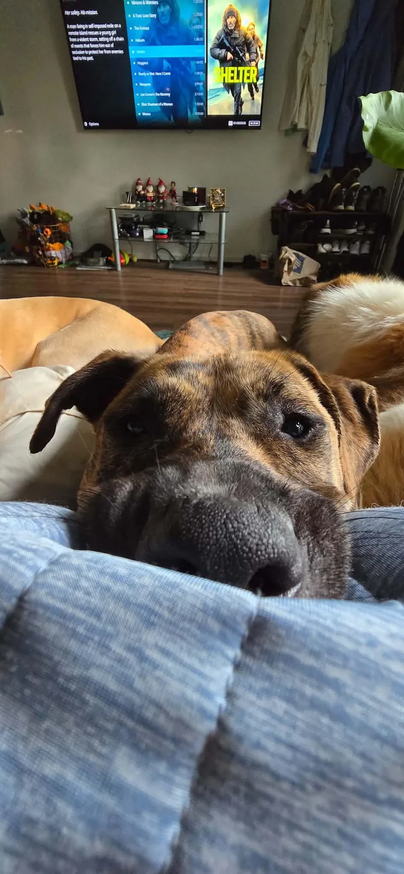 An adult large-sized female Pit Bull Terrier dog named Nova for adoption in Troy, MI