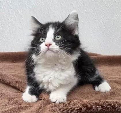 A young small-sized male Domestic Short Hair cat named Quill for adoption in Phoenix, AZ