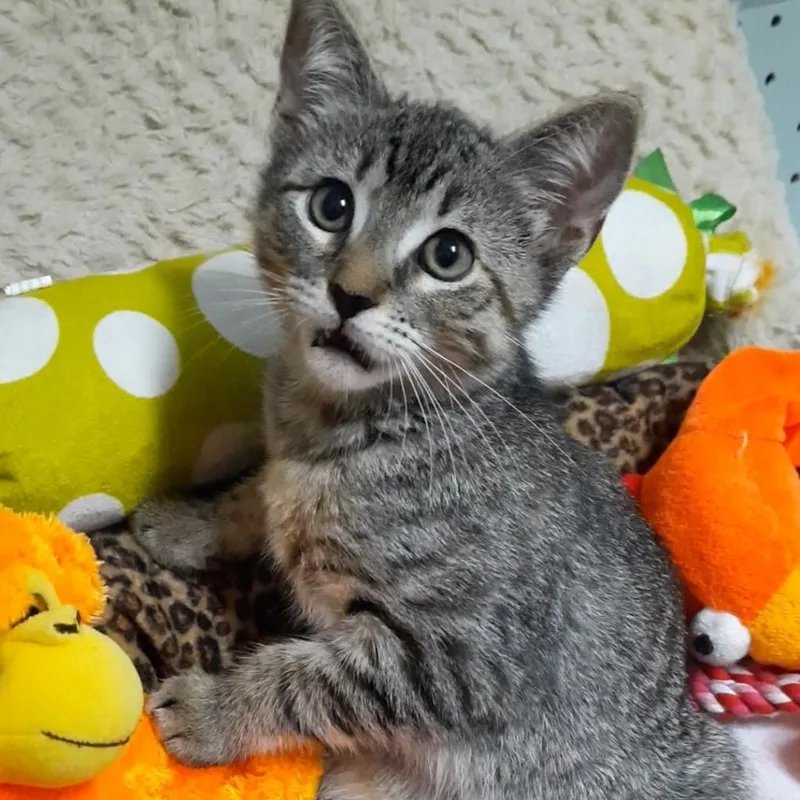 An adult large-sized female Brown / Chocolate Domestic Short Hair cat named Nadia for adoption in Folsom, LA
