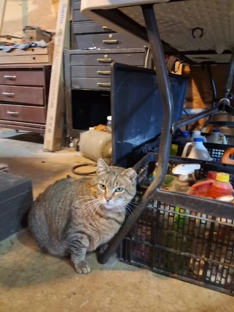 An adult medium-sized female Domestic Short Hair cat named Clara for adoption in Auburn, IN