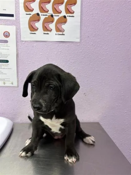 A baby small-sized female Black Mixed Breed dog named Pan Dulce for adoption in El Paso, TX