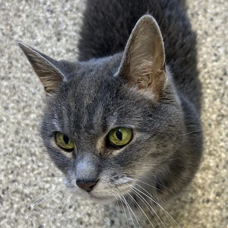 An adult medium-sized female Gray / Blue / Silver Domestic Short Hair cat named Smokey for adoption in Middletown, NY