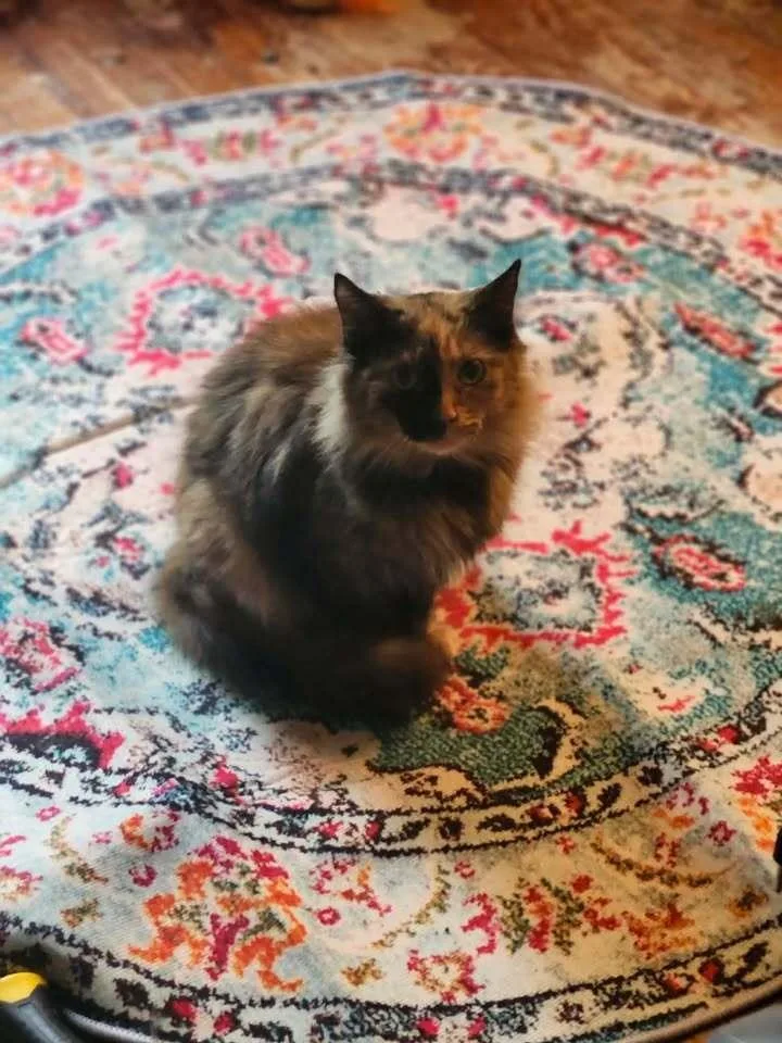 A young medium-sized female Domestic Medium Hair cat named Sarabi for adoption in Elyria, OH