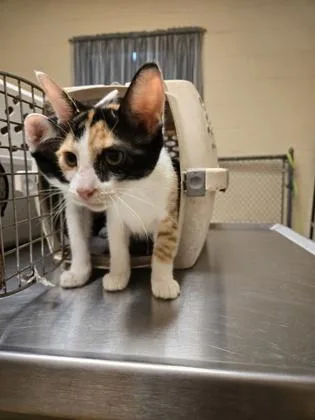 A baby small-sized female Domestic Short Hair cat named Katara for adoption in Gainesville, FL