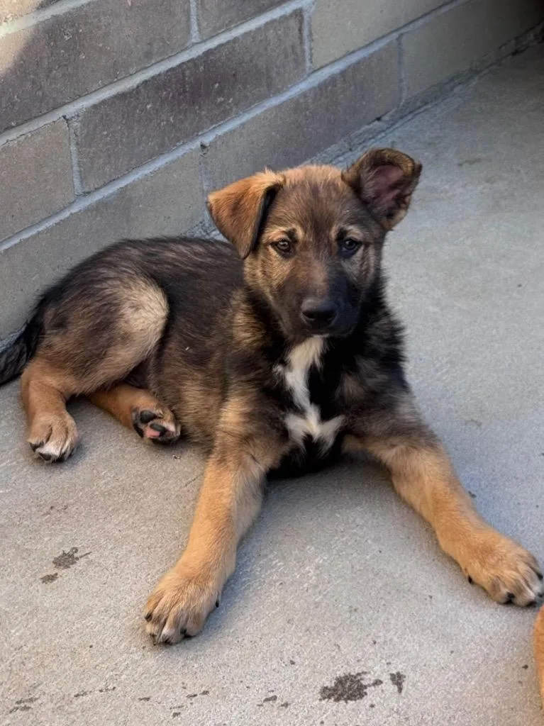 A baby medium-sized female Australian Cattle Dog / Blue Heeler dog named Chicky Nugs for adoption in Fort Lupton, CO