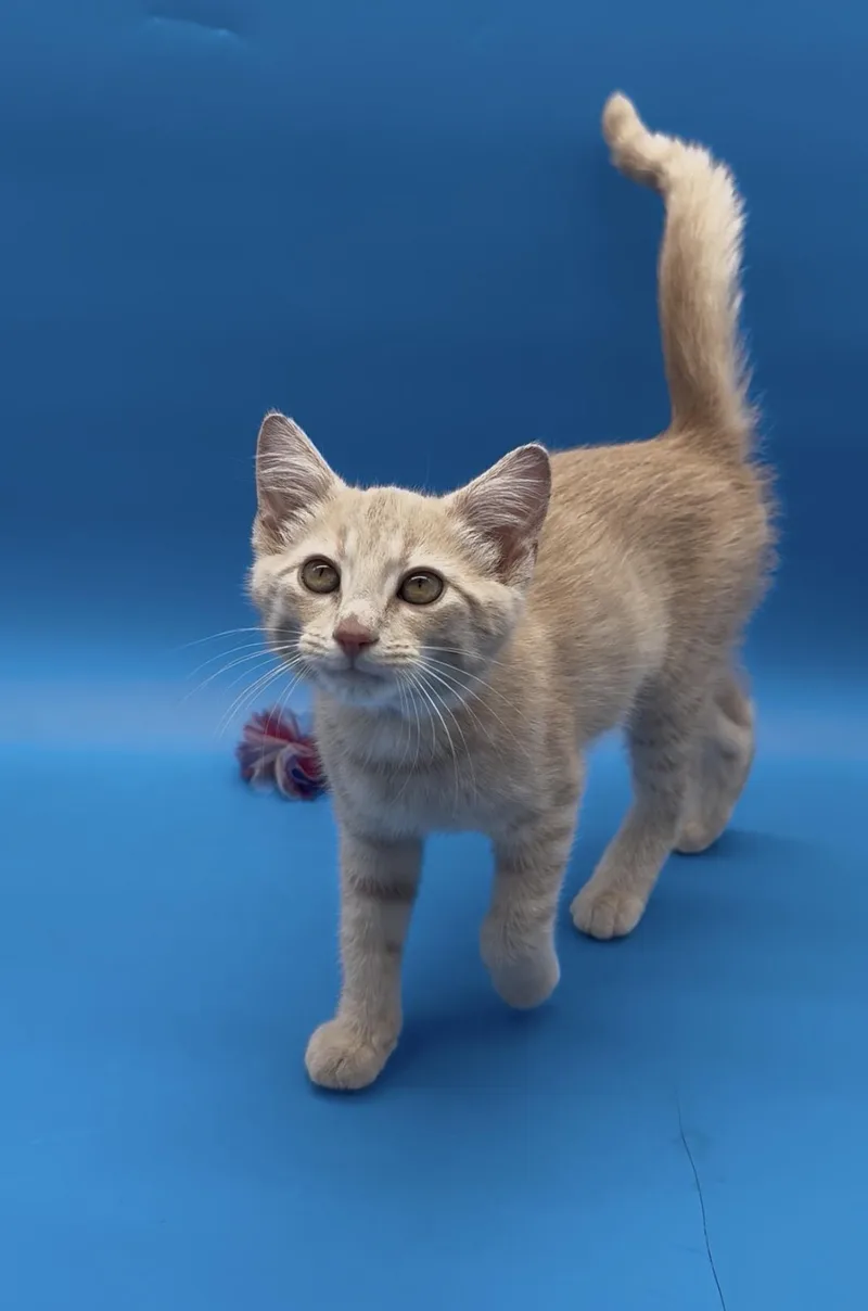 A baby medium-sized male Tabby (Orange / Red) Domestic Short Hair cat named Simba for adoption in Springfield, MO
