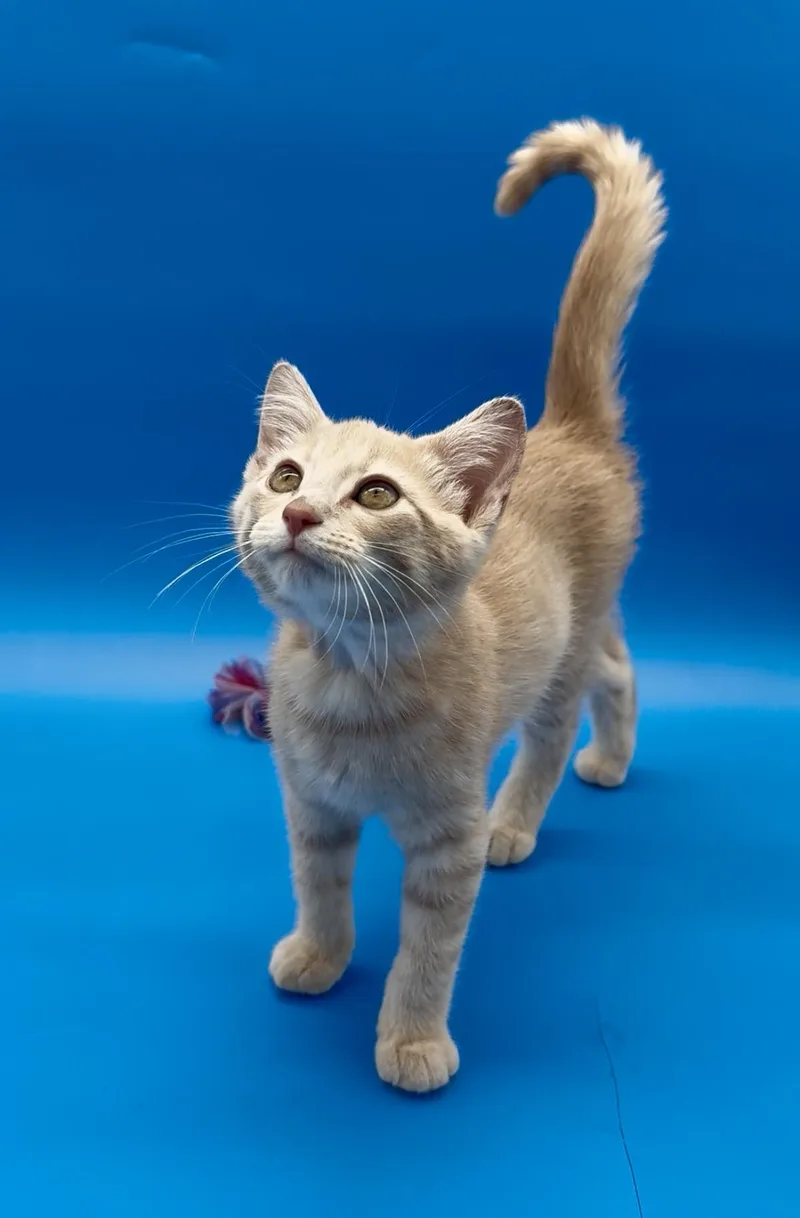 Simba thumbnail 2