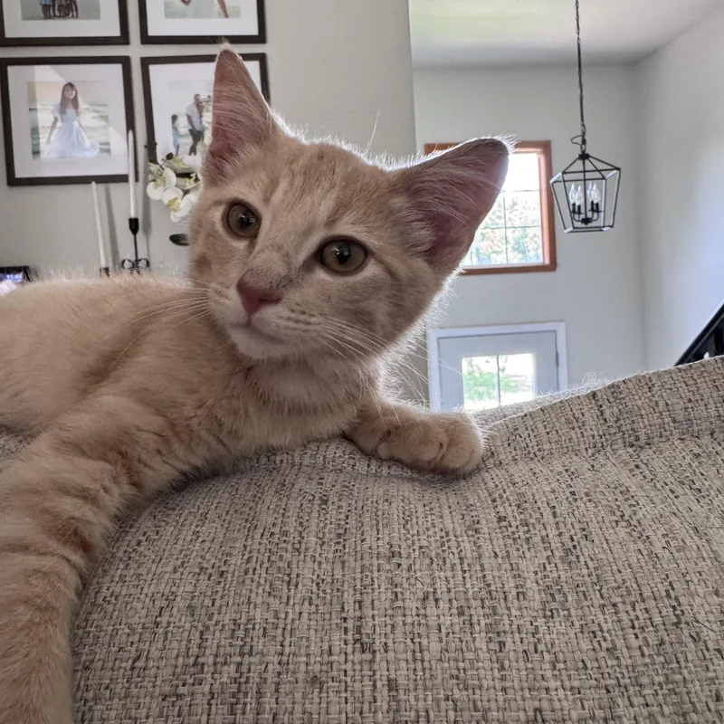 Simba thumbnail 3