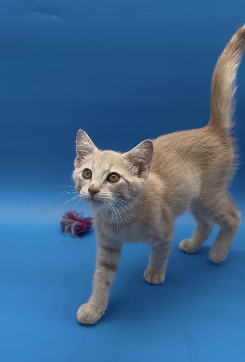 Simba thumbnail 5
