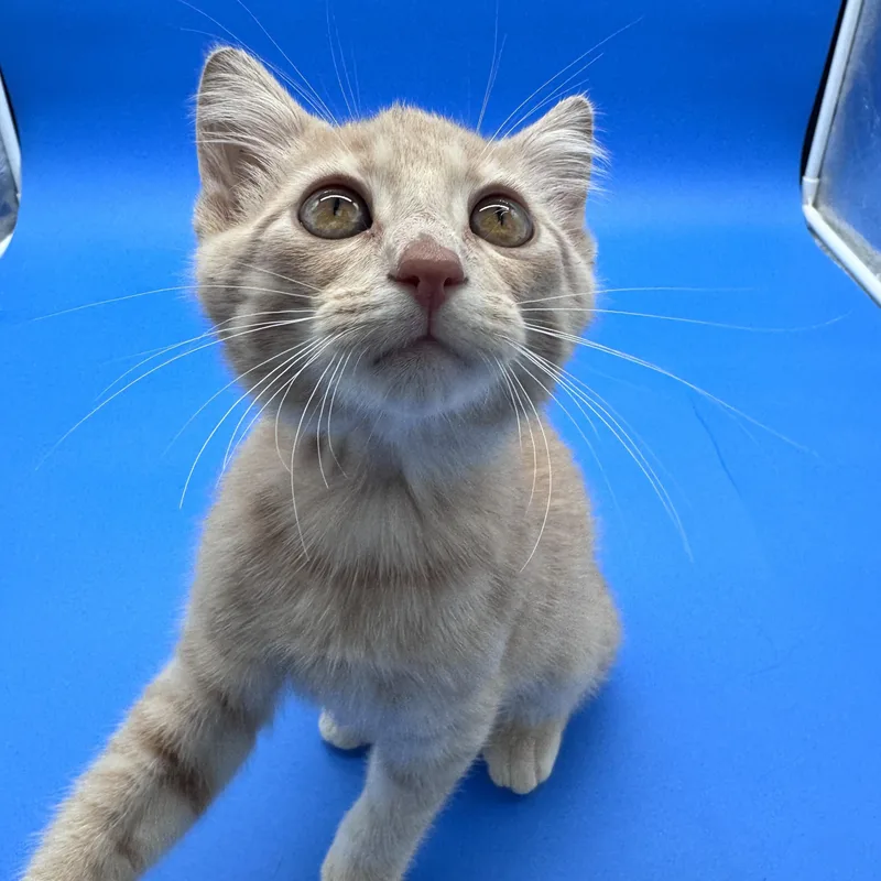 Simba thumbnail 6