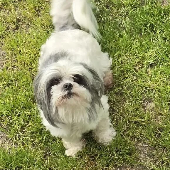 An adult small-sized female White / Cream Maltese dog named Sophie for adoption in Oxford, ME