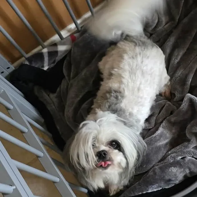 Sophie thumbnail 3