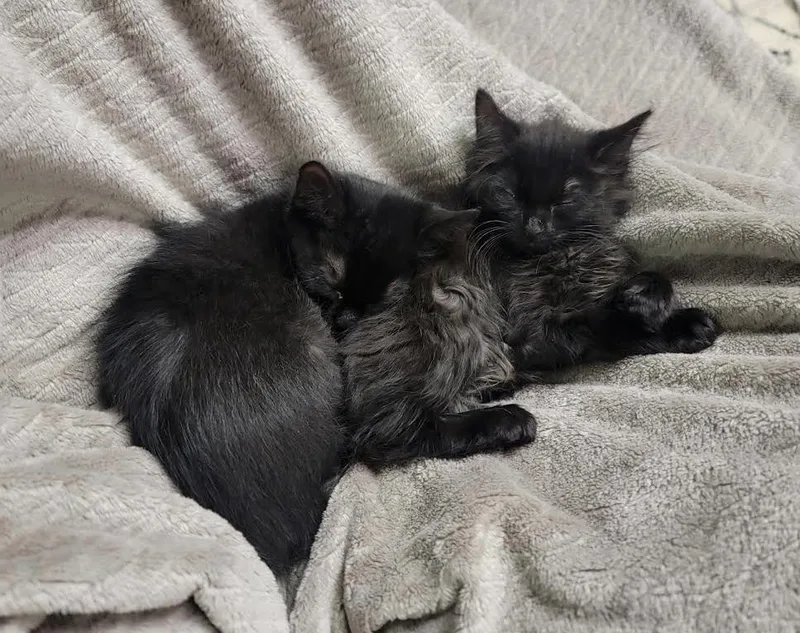 A baby medium-sized female Black Domestic Long Hair cat named Reins for adoption in Lombard, IL
