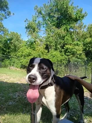 An adult large-sized male Mixed Breed dog named Denzel Washington for adoption in Palm Coast, FL