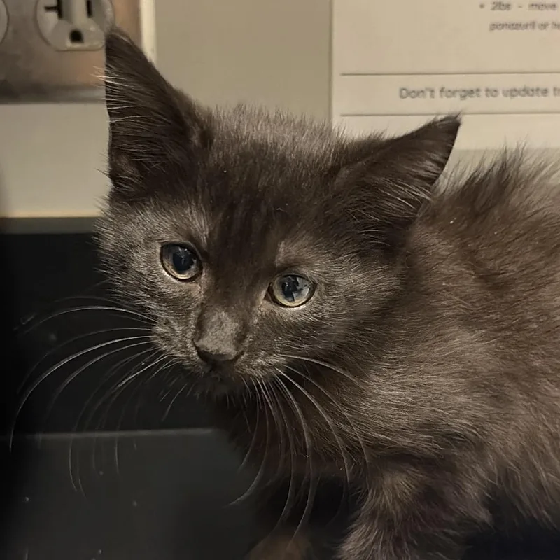 A baby small-sized female Gray / Blue / Silver Domestic Short Hair cat named Sallie for adoption in Chattanooga, TN