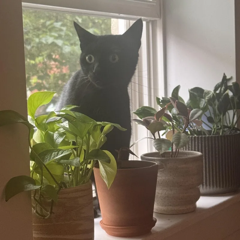 A young medium-sized male Black Domestic Short Hair cat named Coriander for adoption in Jersey City, NJ