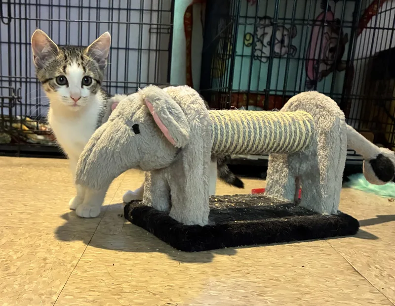 A young small-sized male Tabby (Gray / Blue / Silver) Tabby cat named Piggy for adoption in Lindenhurst, NY