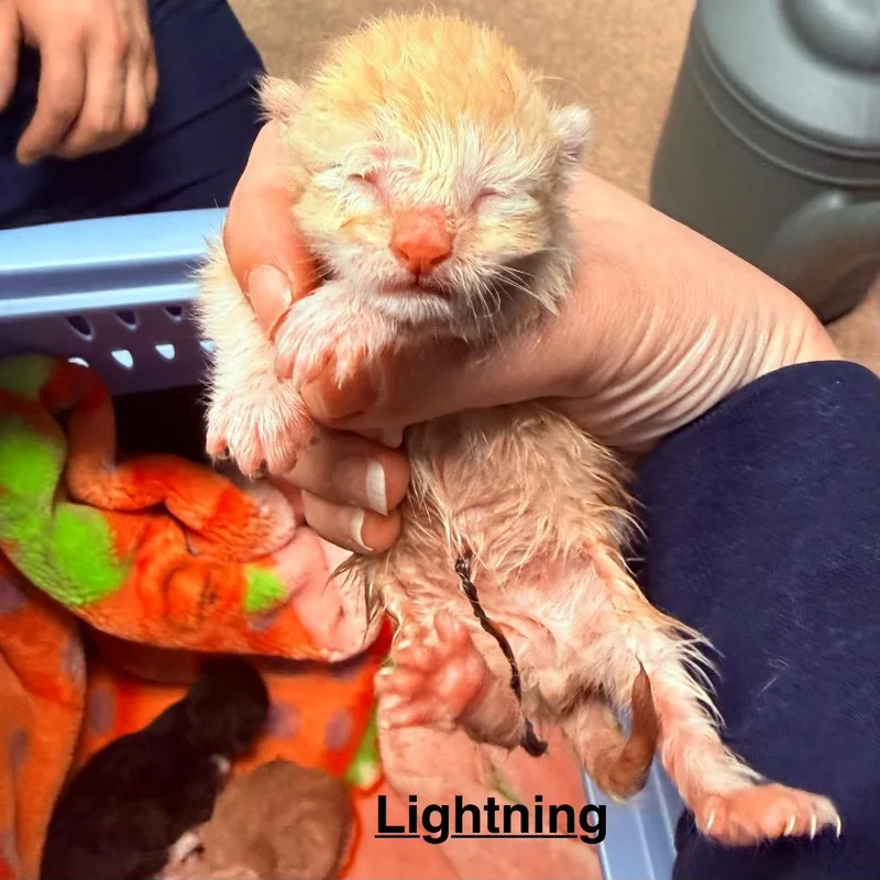 A baby small-sized male Domestic Short Hair cat named Lightning for adoption in Utica, MI