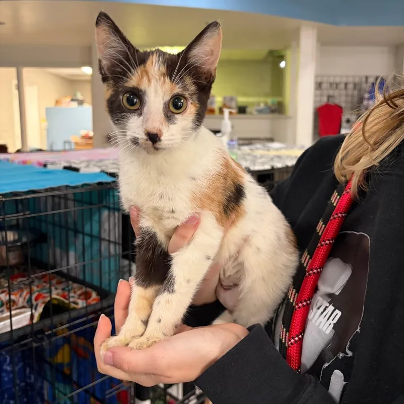 A baby small-sized female Domestic Short Hair cat named Toula for adoption in Indianapolis, IN