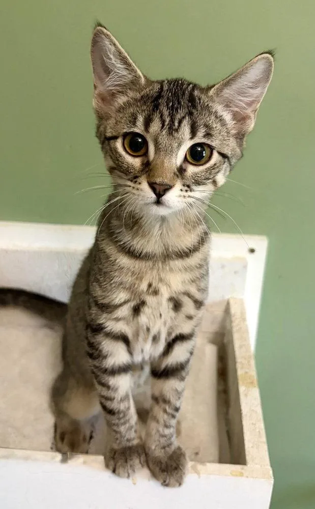 A baby small-sized female Domestic Short Hair cat named Tinkerbell for adoption in O'Fallon, MO