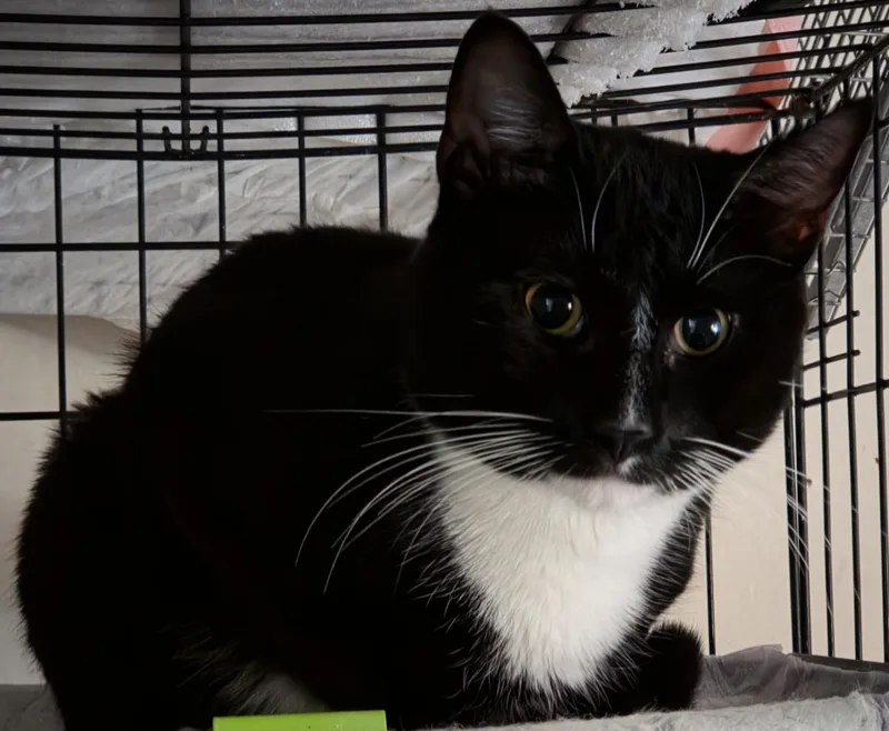 A young medium-sized male Black & White / Tuxedo Domestic Short Hair cat named Rocky for adoption in New York, NY
