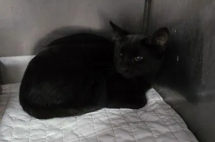 A baby medium-sized female Domestic Short Hair cat named Franny for adoption in Bedford, IN