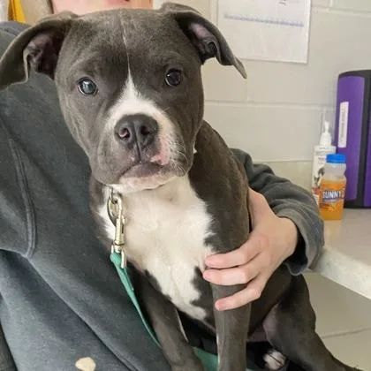 A young medium-sized female Gray / Blue / Silver Mixed Breed dog named Echo for adoption in Indianapolis, IN