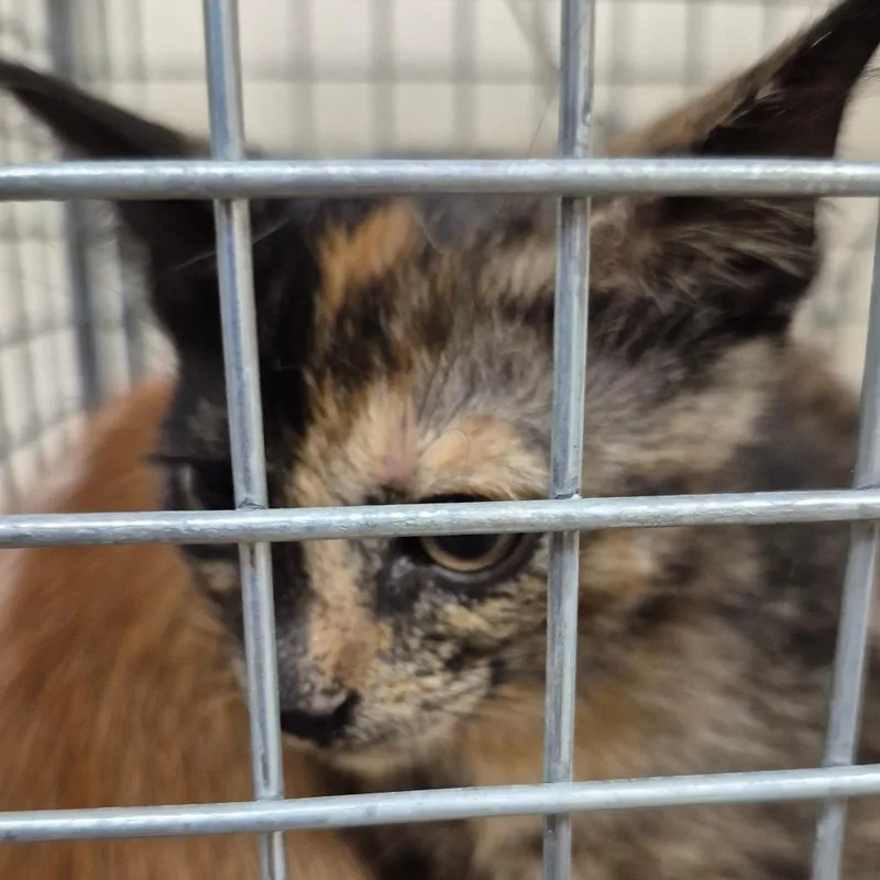 A baby small-sized female Black Domestic Short Hair cat named Pepper for adoption in Lake Panasoffkee, FL