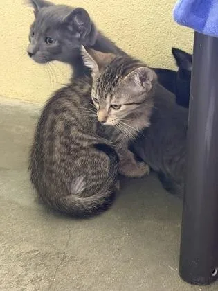 A baby small-sized male Domestic Short Hair cat named Figment for adoption in Independence, MO