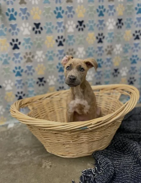 A baby small-sized female Labrador Retriever dog named Flower for adoption in Rosenberg, TX