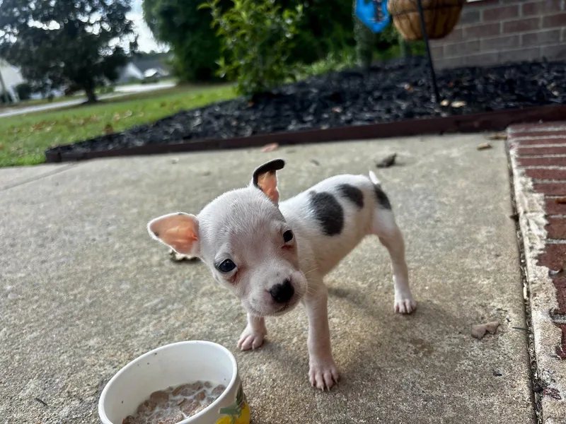 A baby small-sized female Chihuahua dog named Petunia for adoption in Holly Springs, NC