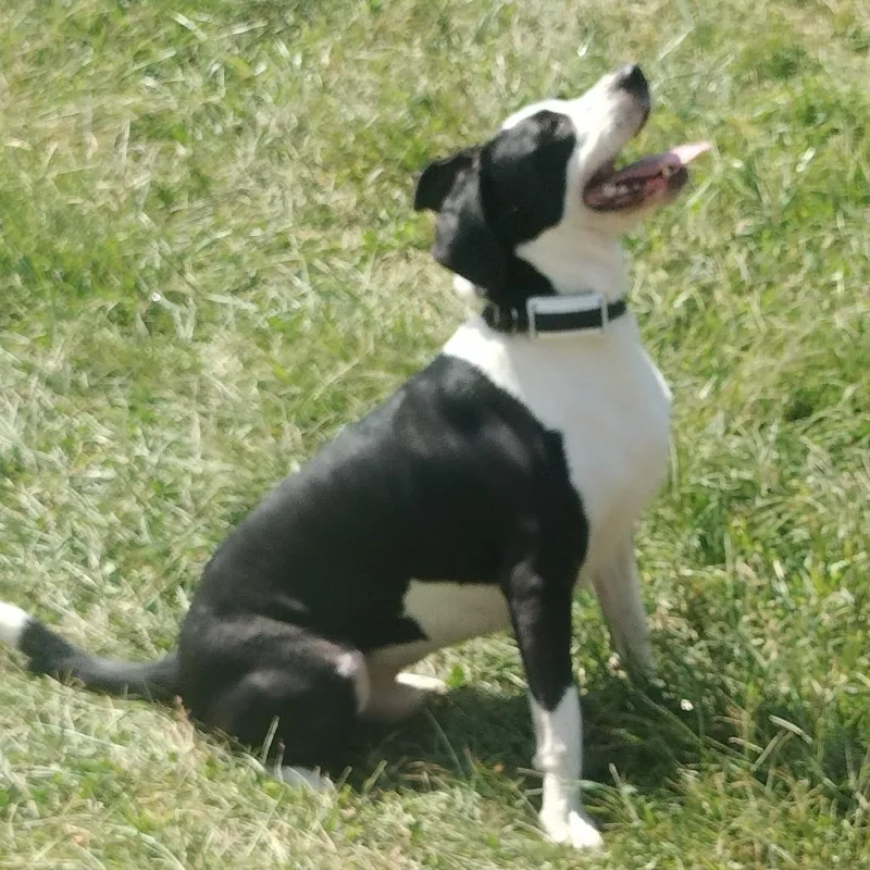 An adult medium-sized male Black Mixed Breed dog named George for adoption in Brooksville, KY