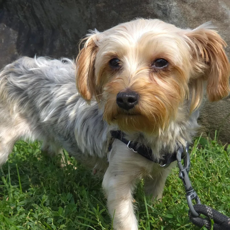 An adult small-sized female Yorkshire Terrier dog named Chai for adoption in Hartland, WI