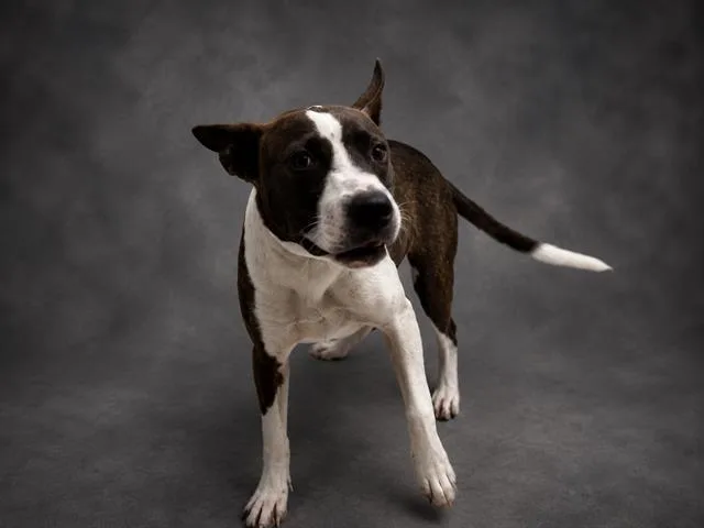A young medium-sized male Bull Terrier dog named Scout for adoption in Winter Haven, FL