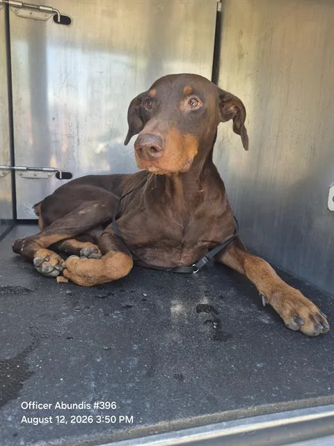An adult large-sized male Doberman Pinscher dog named Copper for adoption in San Antonio, TX