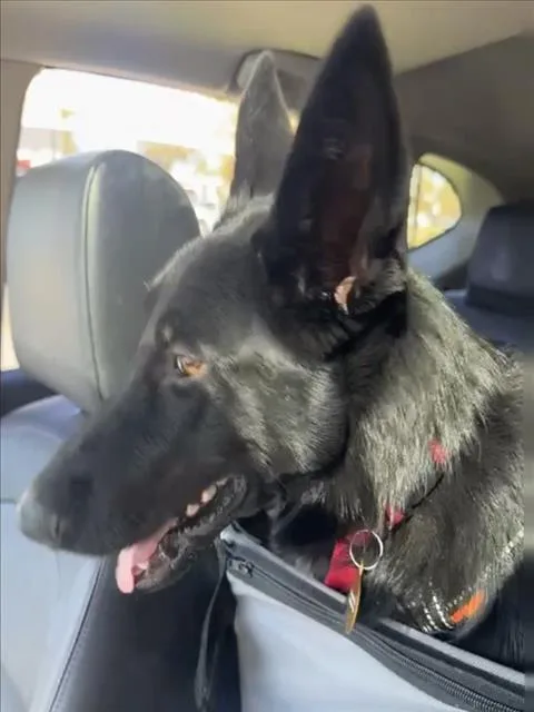 A young medium-sized female German Shepherd Dog dog named Kehlani for adoption in Woodland, CA