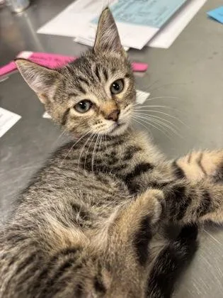 A baby medium-sized male Domestic Short Hair cat named Cherub for adoption in Picayune, MS