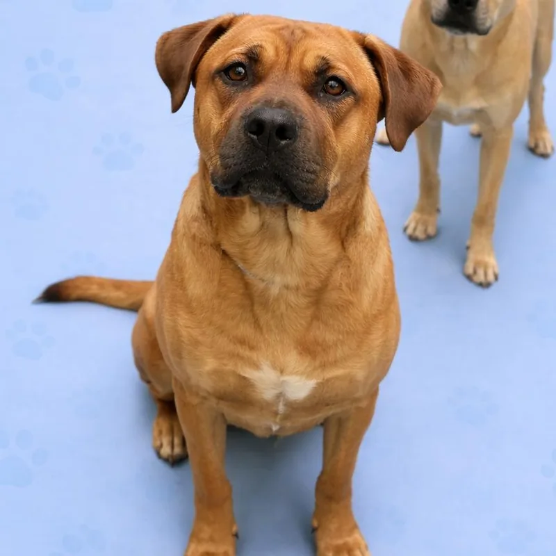 A young large-sized male Yellow / Tan / Blond / Fawn Mixed Breed dog named Dude for adoption in Memphis, TN