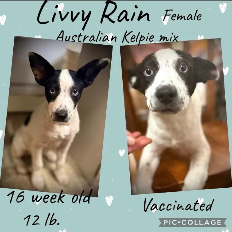 A baby small-sized female Black Mixed Breed dog named Livy for adoption in Rockville, MD
