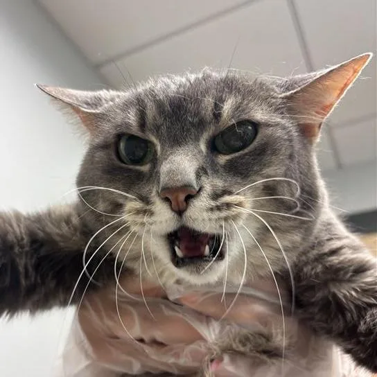 A senior large-sized female Gray / Blue / Silver Domestic Short Hair cat named Lai Lai for adoption in Jacksonville, FL
